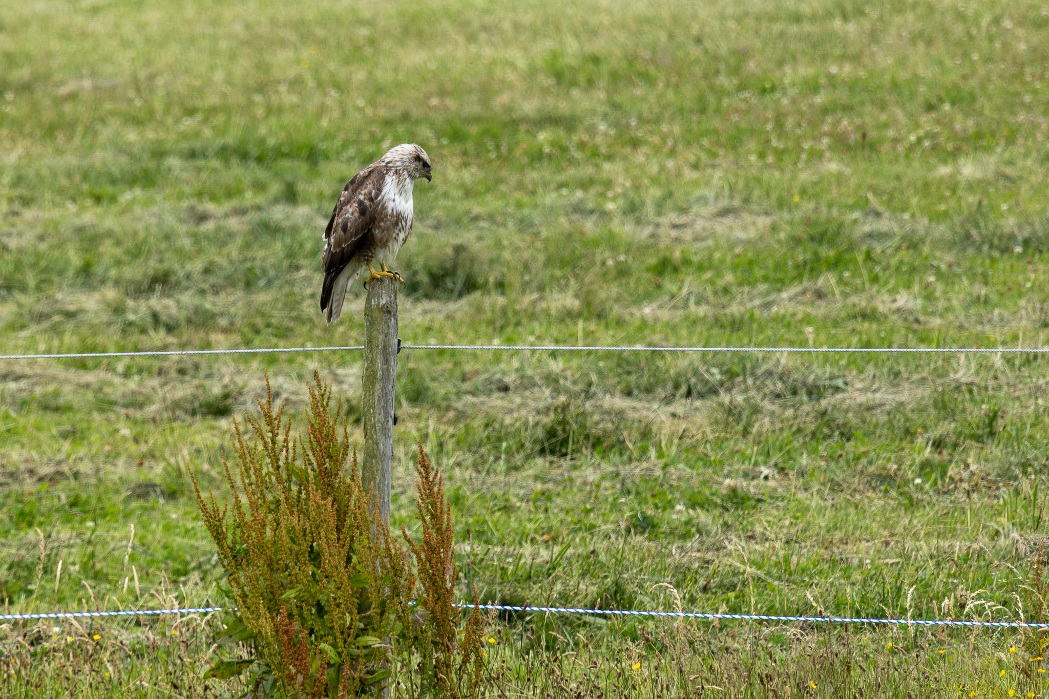 Our watchful buzzard at The Tree of Life Cottage