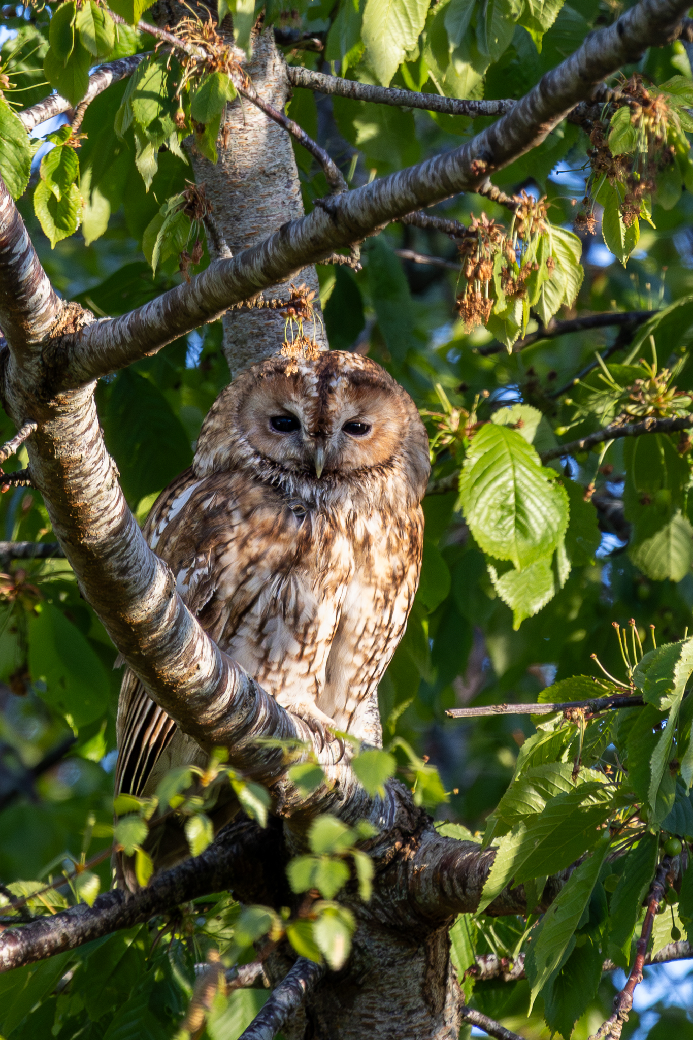 Our resident Tawny owl at The Tree of Life Cottage