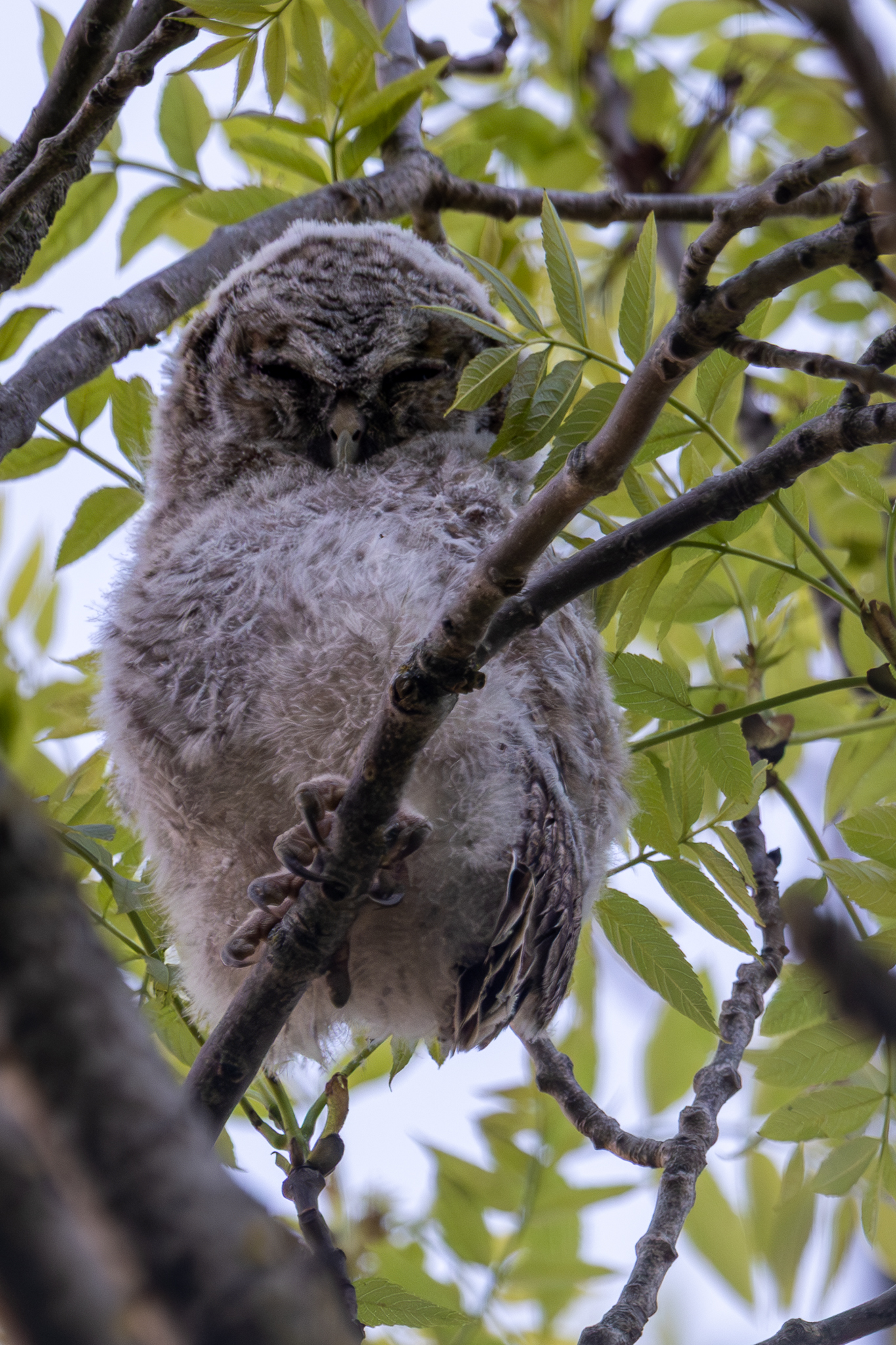 A young Tawny owl at The Tree of Life Cottage